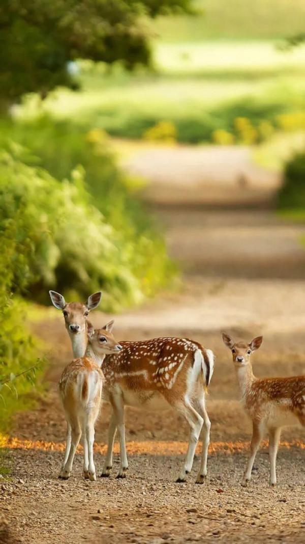 分享圖片 梅花鹿 可愛呆萌 堅強勇敢