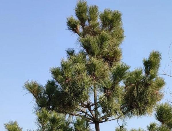 氣候，真的出現反常了嗎？