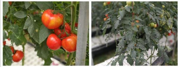 “海歸廠二代”工廠種蔬菜,不用土壤長在氣霧裡,1畝相當8畝土地 “海歸廠二代”工廠種蔬菜,不用土壤長在氣霧裡,1畝相當8畝土地