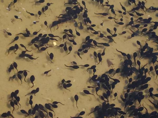 小蝌蚪長成青蛙有多坎坷，6000只卵只有6只能成為青蛙，真不容易