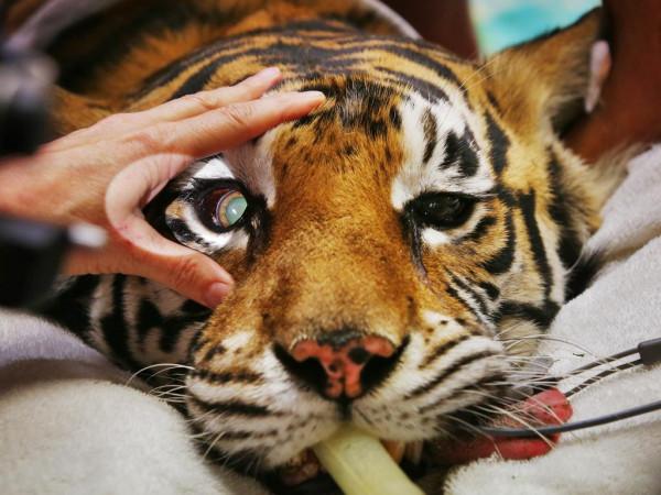 麻醉虎豹等大貓需要注意什麼？專家：要矇眼睛，它們愛記仇