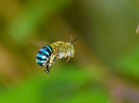 一抹藍色的小幽靈 一抹藍色的小幽靈