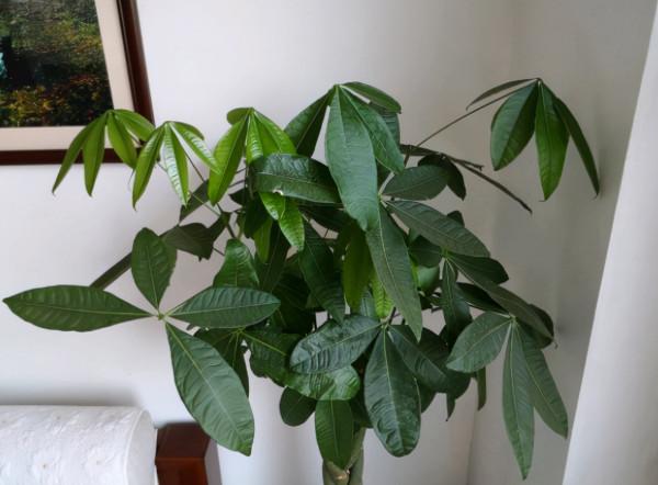 養髮財樹有“4大忌”，輕則會黃葉，重則會爛根