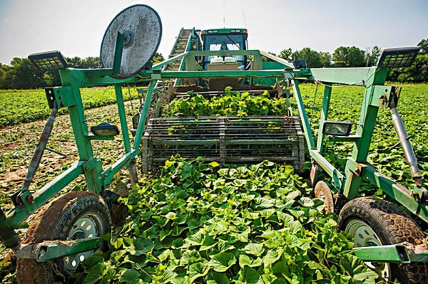 美國機械化採摘黃瓜，一天可收1000噸！為啥我們沒有這種機器？