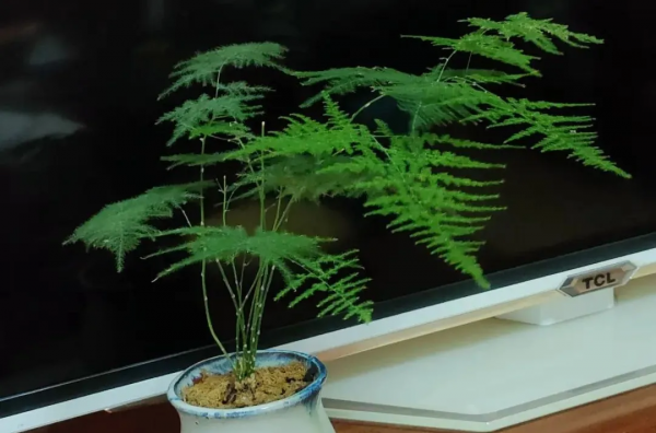 好養活的10種耐陰花卉