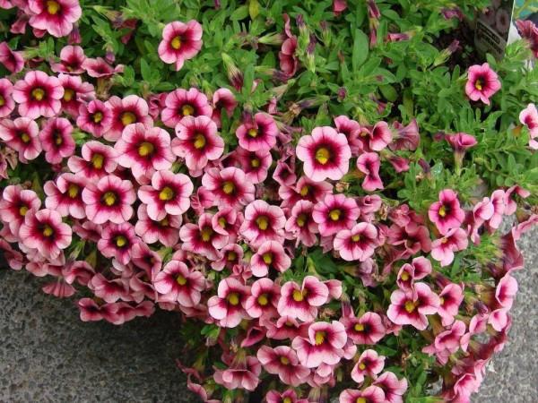 9種很適合用吊籃養的開花植物,掛在朝南陽臺就能養好 9種很適合用吊籃養的開花植物,掛在朝南陽臺就能養好