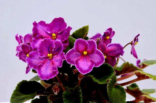 非洲紫羅蘭～永恆的愛