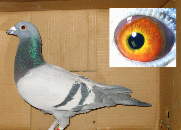 這種羽色的鴿子育種很有用 這種羽色的鴿子育種很有用