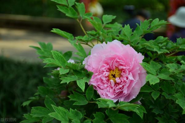 秋冬季節最容易“造假”的花草清單，購買需謹慎，擦亮眼睛