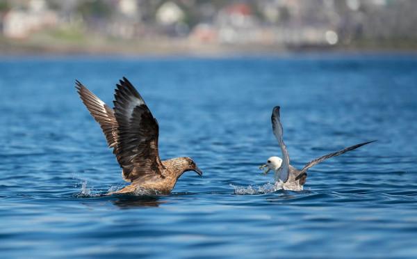 會噴“臭油”自衛的鳥,被它射出的油命中,鷹也會失去飛行能力 會噴“臭油”自衛的鳥,被它射出的油命中,鷹也會失去飛行能力