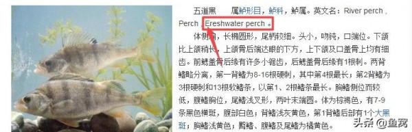 五道黑,為什麼國內釣的很少,而老外卻玩的很嗨? 五道黑,為什麼國內釣的很少,而老外卻玩的很嗨?