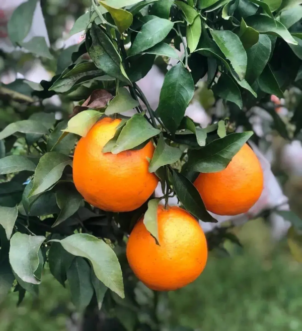 冬季“水果之王”春見耙耙柑～無籽無渣口口爆汁，猶如小型果汁庫