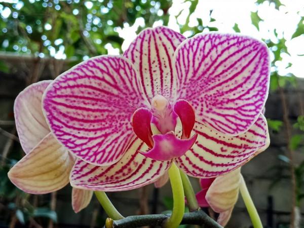 #陽臺小花園#又添新品種