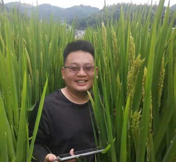 收穫了！兩米高巨型水稻開鐮收割，但畝產卻不高，還有開發價值嗎