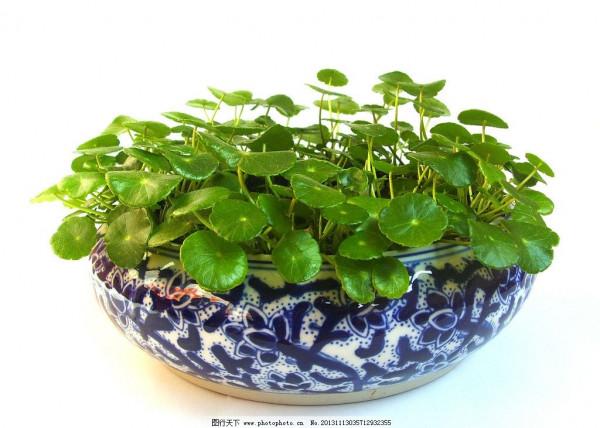 適合懶人養的8種花,澆澆水就能活很好,越懶長得越好 適合懶人養的8種花,澆澆水就能活很好,越懶長得越好