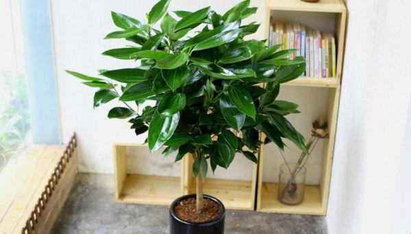 利於健康的吉祥花,建議從這12種裡面選擇,好養大氣有旺宅的寓意 利於健康的吉祥花,建議從這12種裡面選擇,好養大氣有旺宅的寓意