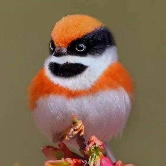 鳥的世界 鳥的天堂