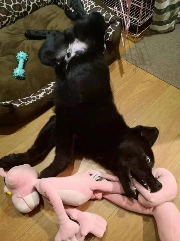 #養一條拉布拉多是種什麼體驗？#