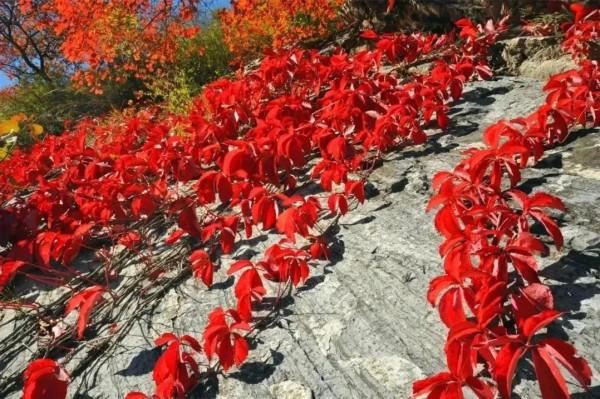 賞漫山彩葉,看雲騰山浮,房山最“紅”賞秋打卡地推薦,比香山更美!(上) 賞漫山彩葉,看雲騰山浮,房山最“紅”賞秋打卡地推薦,比香山更美!(上)