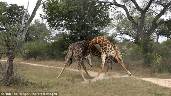 34張罕見動物照：烏龜衝上岸把鳥兒拖下水，山羊大口吞食小雞仔
