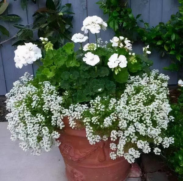 每年都搶著買的香雪球，種在花園裡引人駐足，流連忘返