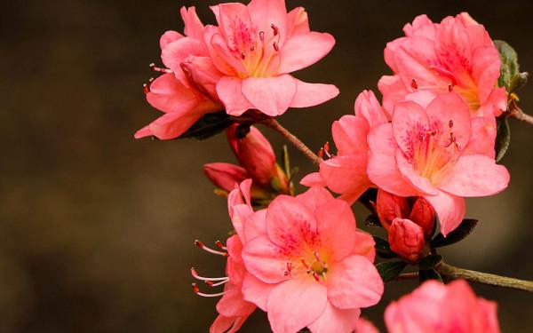 這4種植物，南方遍地都是，北方卻怎麼都養不活