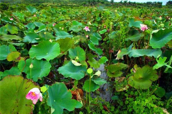 東方文學《觀雨賞荷，風乾露枝留殘香，誰人為此建暖房》