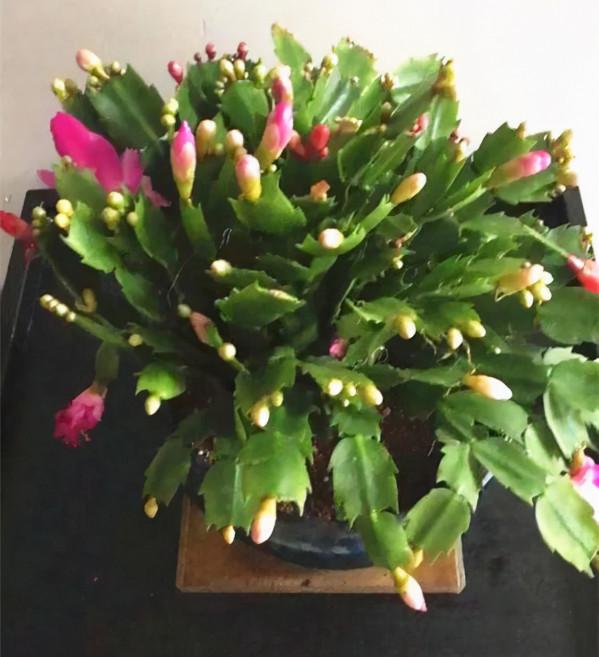 買花也要注意辨別“坑”,才能挑到好花,花開爆盆 買花也要注意辨別“坑”,才能挑到好花,花開爆盆