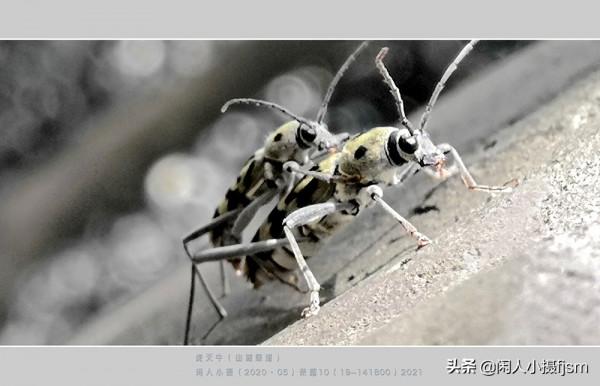 手機昆蟲攝影:天牛,拍攝技巧分享,你見過這幾種天牛嗎? 手機昆蟲攝影:天牛,拍攝技巧分享,你見過這幾種天牛嗎?