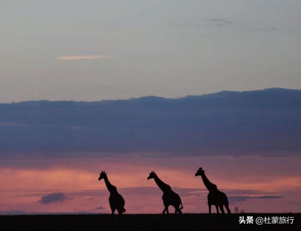 從外交官到“中國獅子王”，他深入非洲14年，只為解鎖這些秘密