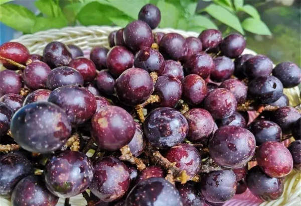 龍陵人的秋天，絕對少不了一碗酸甜可口的山李子