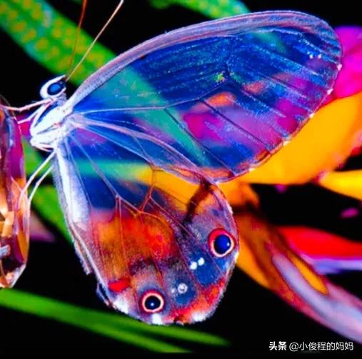 分享圖片-五顏六色的蝴蝶