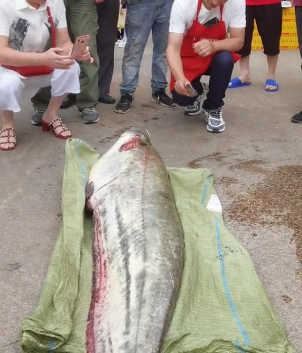 西江80斤鯰魚王被人釣起!幾乎與人等高,網友:應該放生 西江80斤鯰魚王被人釣起!幾乎與人等高,網友:應該放生