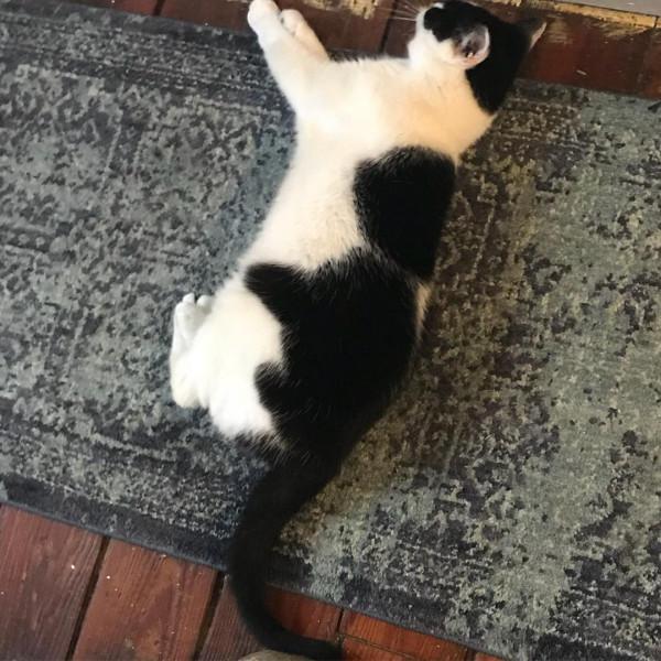 22只擁有奇怪花紋的動物！貓咪蝙蝠俠傻傻分不清楚