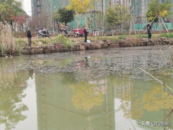 淺水區釣鯽魚很有講究，一步走錯就可能影響魚獲，別不信