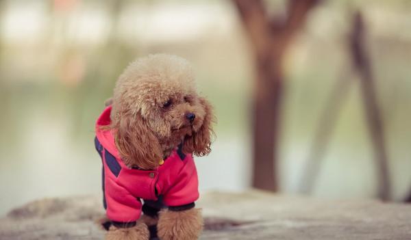 狗狗品種介紹大全！我們應該怎麼挑選適合自己的狗狗？