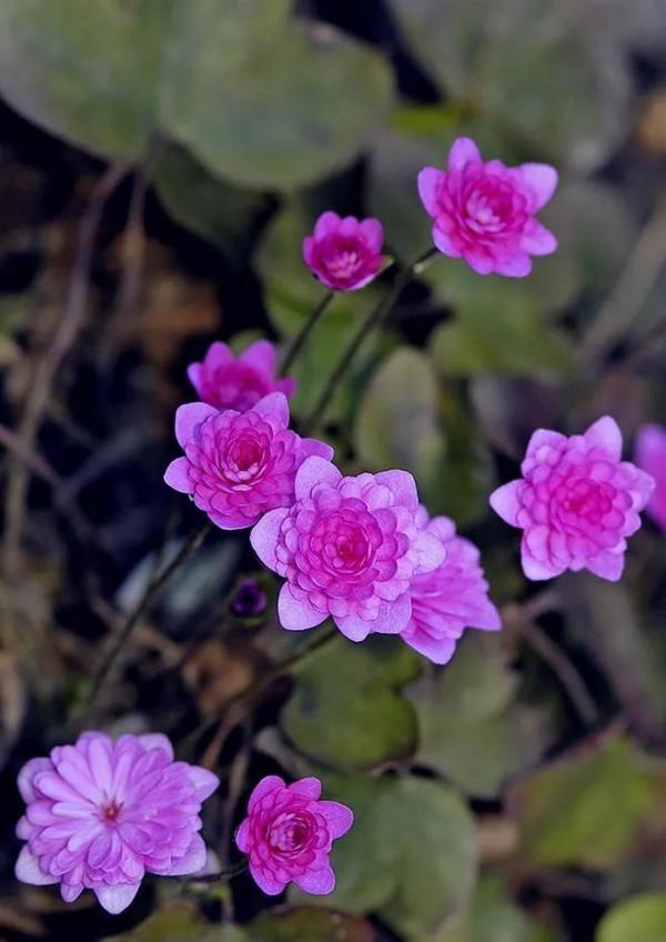 雪割草，漂亮而名貴的花