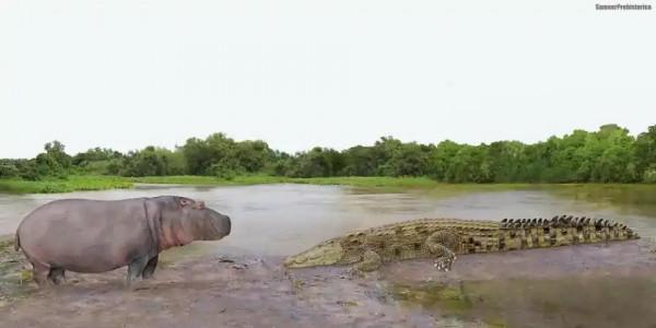 鱷魚好圖大雜燴 鱷魚好圖大雜燴