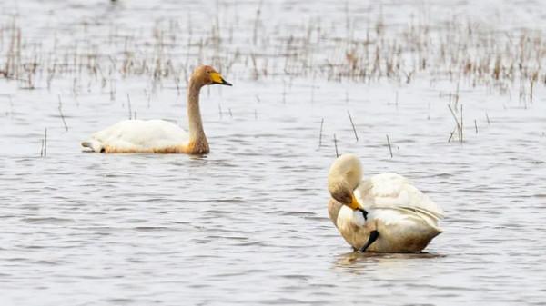 水鏡波光鴻影飛——阿旗沙壩天鵝掠影 水鏡波光鴻影飛——阿旗沙壩天鵝掠影