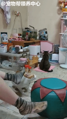 因為主人忘記放糧食，貓咪露出詭異的笑臉，主人背脊發涼