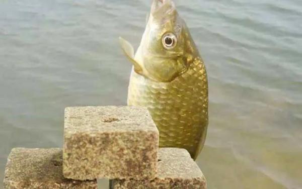 自制釣魚窩料配方大全