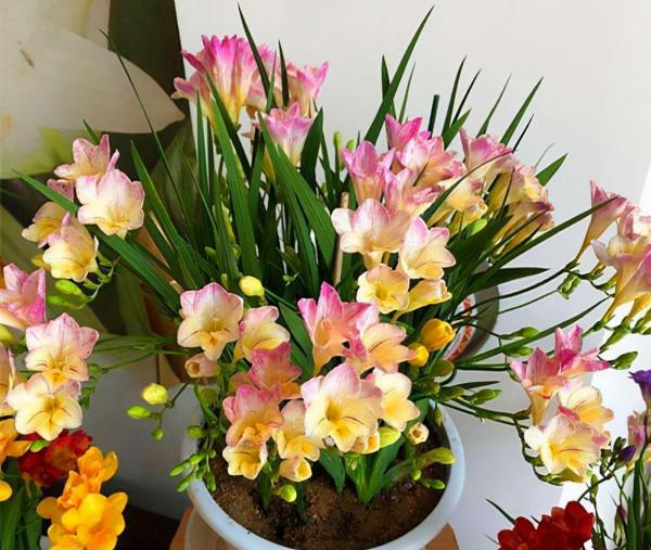 6種&OpenCurlyDoubleQuote;網紅花&rdquo;，喜歡可以買，顏值高，價格實惠，看著就&OpenCurlyDoubleQuote;歡喜&rdquo;