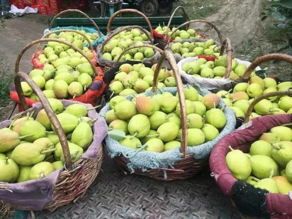 “庫爾勒香梨”變味難吃!口碑極差,跌到2毛1斤,果農心裡難受 “庫爾勒香梨”變味難吃!口碑極差,跌到2毛1斤,果農心裡難受