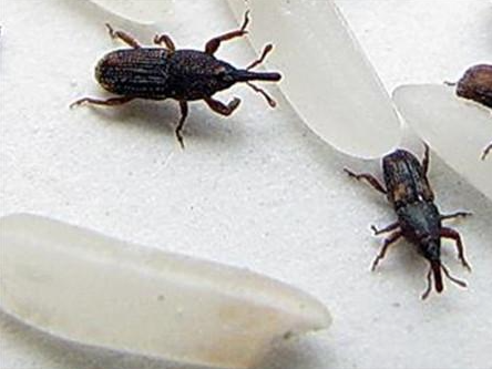 米長了蟲，要拿到太陽下曬曬？正確做法有4招，快回家試試