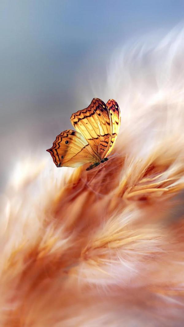 分享——美麗的蝴蝶