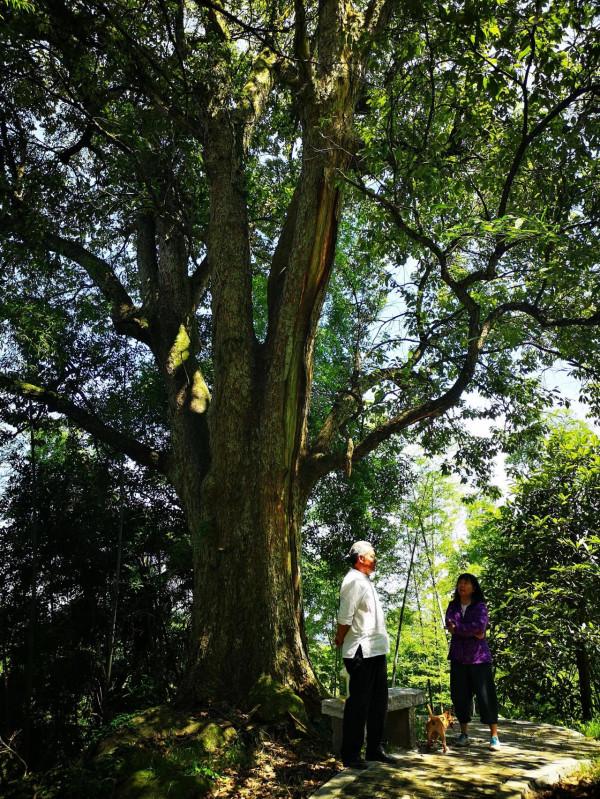 陳寅恪故里的風景(2021/06/05-07) 陳寅恪故里的風景(2021/06/05-07)