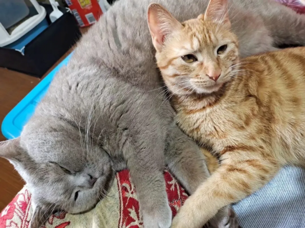 2塊錢，奪走了我家貓的命