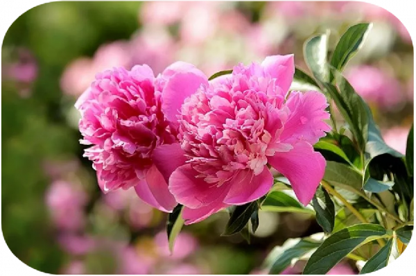 2塊錢，奪走了我家貓的命