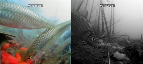 初冬季節，白天好釣魚？還是晚上好釣魚？