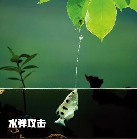 魚類家族的神射手—射水魚